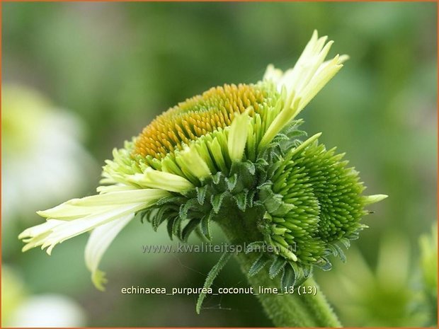 Echinacea purpurea 'Coconut Lime' | Zonnehoed