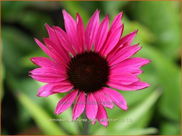 Echinacea purpurea 'Fatal Attraction' | Rode zonnehoed, Zonnehoed | Roter Sonnenhut