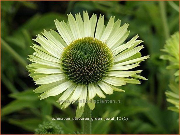 Echinacea purpurea 'Green Jewel' | Zonnehoed