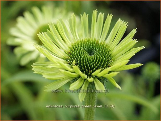 Echinacea purpurea 'Green Jewel' | Zonnehoed