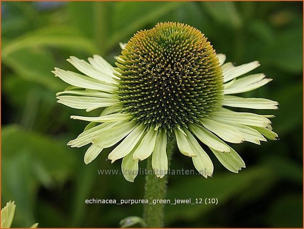 Echinacea purpurea 'Green Jewel' | Zonnehoed