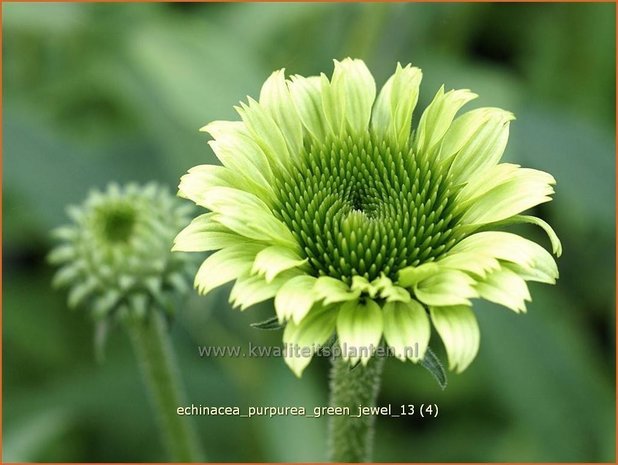 Echinacea purpurea 'Green Jewel' | Zonnehoed