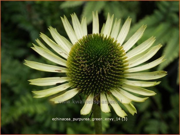 Echinacea purpurea 'Green Jewel' | Zonnehoed