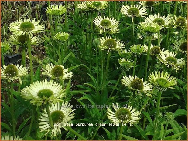 Echinacea purpurea 'Green Jewel' | Zonnehoed