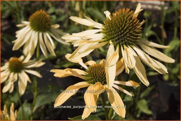 Echinacea purpurea 'Harvest Moon' | Zonnehoed