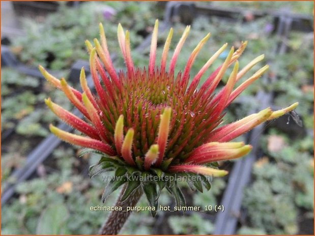 Echinacea purpurea 'Hot Summer' | Zonnehoed