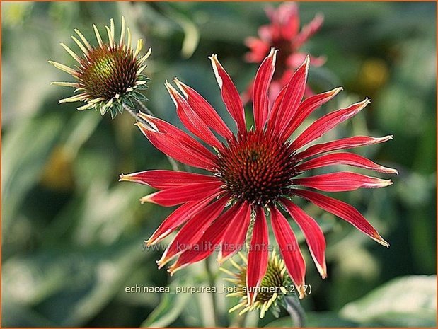 Echinacea purpurea 'Hot Summer' | Zonnehoed