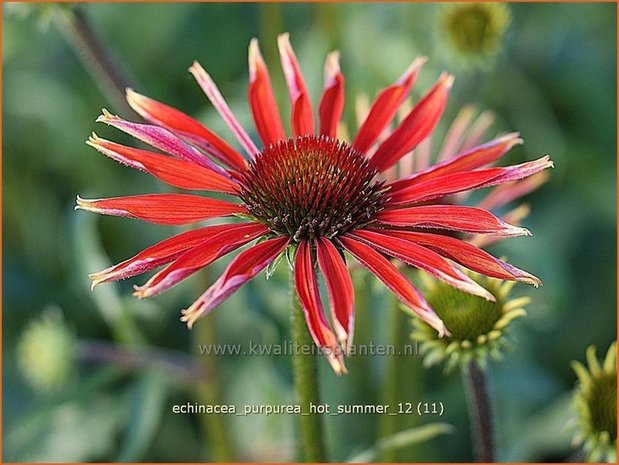 Echinacea purpurea 'Hot Summer' | Zonnehoed