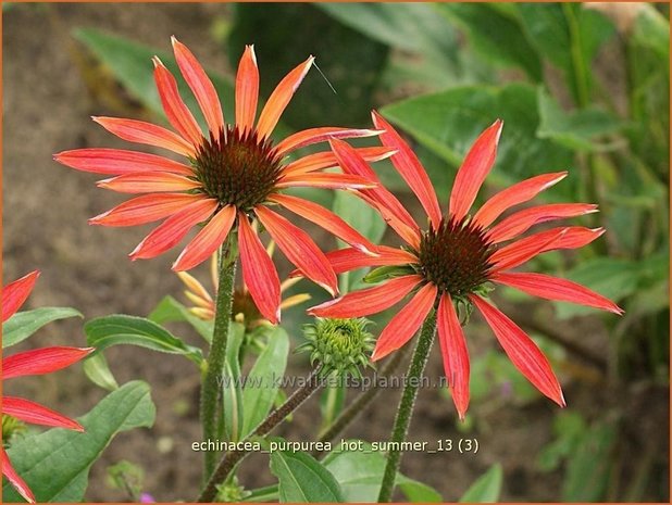 Echinacea purpurea 'Hot Summer' | Zonnehoed