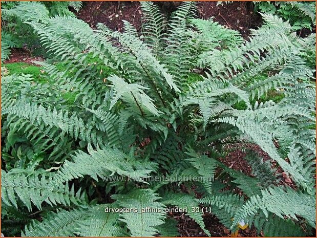 Dryopteris affinis 'Pinderi' | Geschubde mannetjesvaren