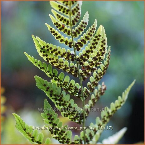 Dryopteris erythrosora 'Prolifica' | Rode sluiervaren, Herfstvaren