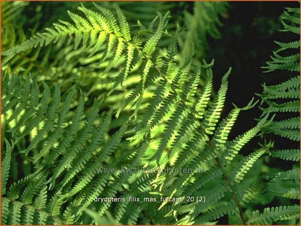 Dryopteris filix-mas 'Furcans' | Niervaren, Mannetjesvaren