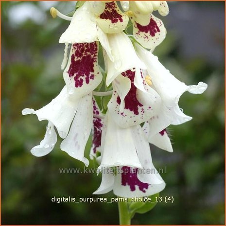 Digitalis grandiflora | Vingerhoedskruid