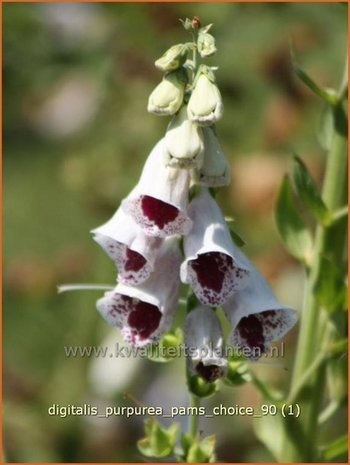 Digitalis purpurea 'Pam's Choice' | Vingerhoedskruid