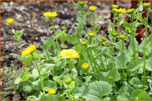 Doronicum orientale | Voorjaarszonnebloem