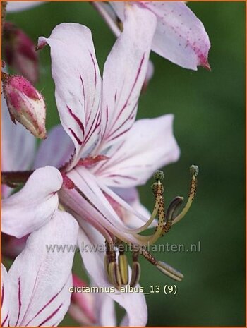 Dictamnus albus | Vuurwerkplant, Essenkruid