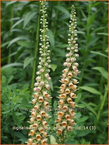 Digitalis ferruginea 'Gelber Herold' | Vingerhoedskruid