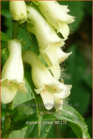 Digitalis lutea | Geel vingerhoedskruid, Vingerhoedskruid | Gelbblühender Fingerhut