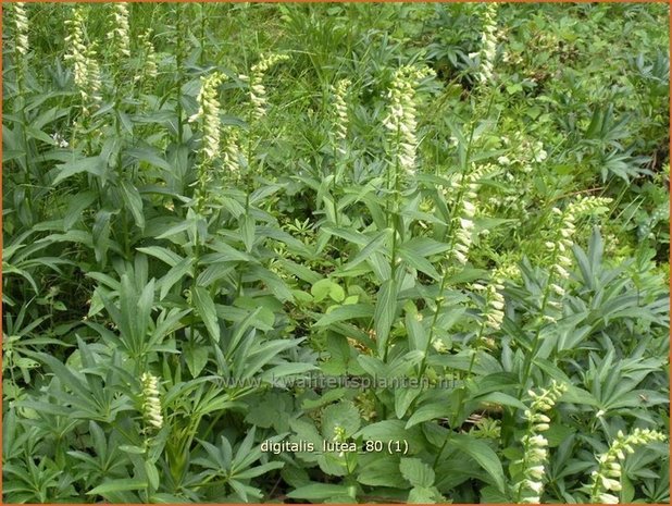 Digitalis lutea | Geel vingerhoedskruid, Vingerhoedskruid | Gelbblühender Fingerhut