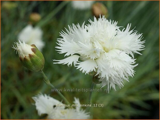 Dianthus 'Mrs Sinkins' | Anjer