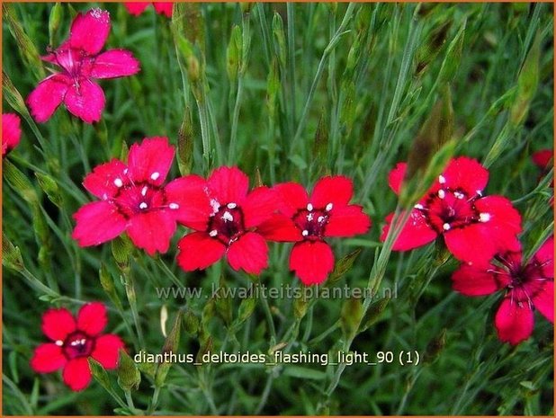 Dianthus deltoides 'Flashing Light' | Anjer, Steenanjer