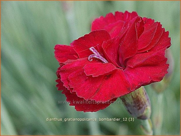 Dianthus gratianopolitanus 'Bombardier' | Anjer