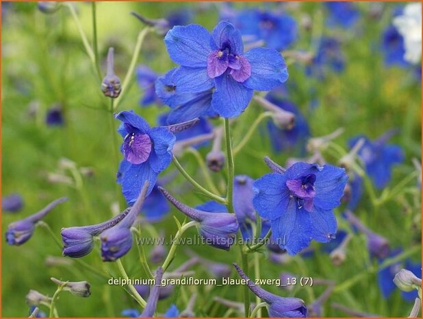 Delphinium grandiflorum 'Blauer Zwerg' | Ridderspoor