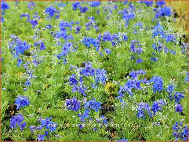 Delphinium grandiflorum 'Blue Butterfly' | Ridderspoor