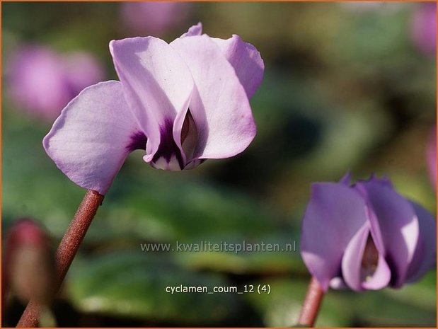 Cyclamen coum | Cyclaam, Alpenviooltje