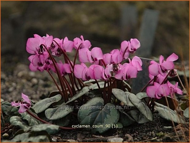 Cyclamen coum | Cyclaam, Alpenviooltje