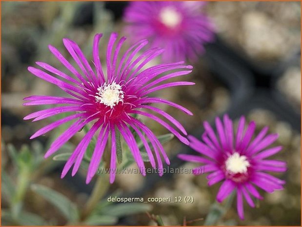 Delosperma cooperi | IJsplant, IJsbloempje