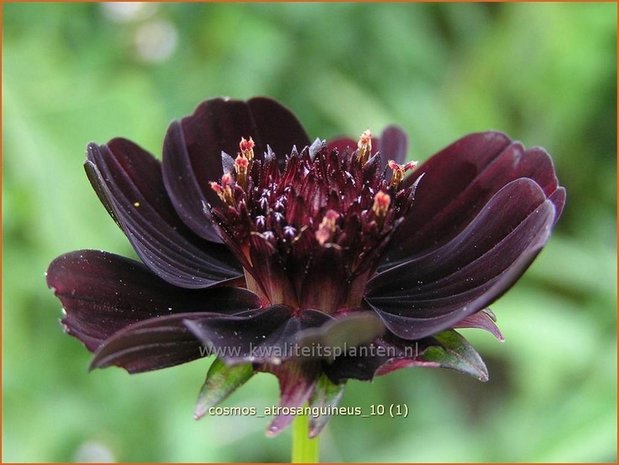 Cosmos atrosanguineus | Chocoladecosmea