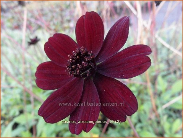 Cosmos atrosanguineus | Chocoladecosmea