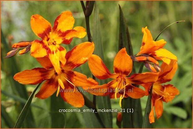 Crocosmia 'Emily McKenzie' | Montbretia