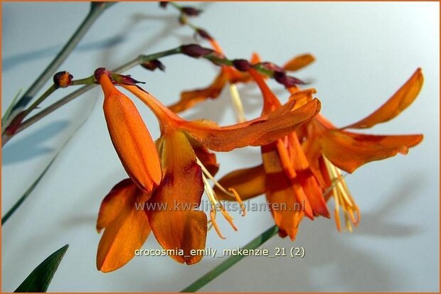 Crocosmia 'Emily McKenzie' | Montbretia