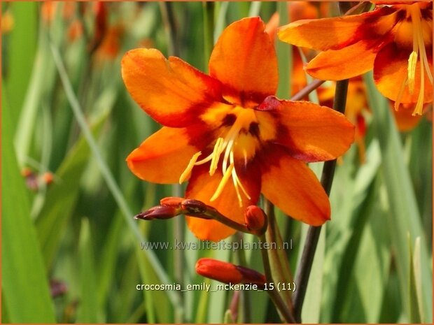 Crocosmia 'Emily McKenzie' | Montbretia