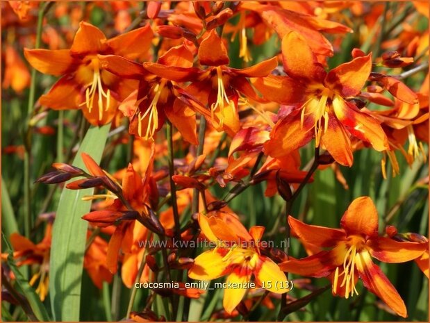 Crocosmia 'Emily McKenzie' | Montbretia