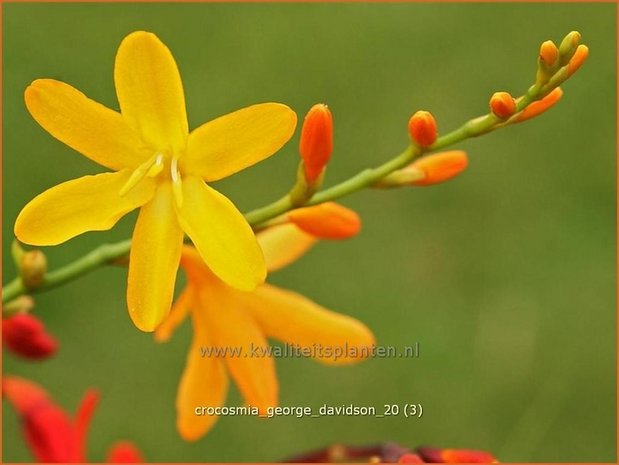 Crocosmia 'George Davidson' | Montbretia | Montbretie