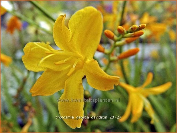 Crocosmia 'George Davidson' | Montbretia | Montbretie