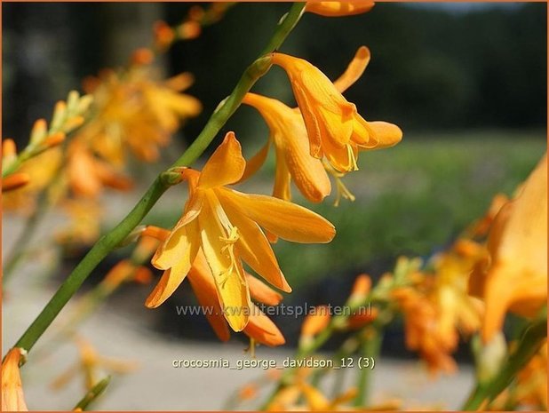 Crocosmia 'George Davidson' | Montbretia | Montbretie