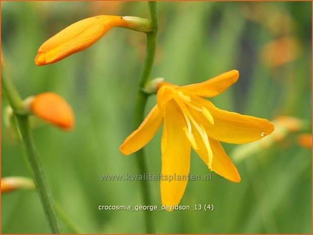 Crocosmia 'George Davidson' | Montbretia | Montbretie