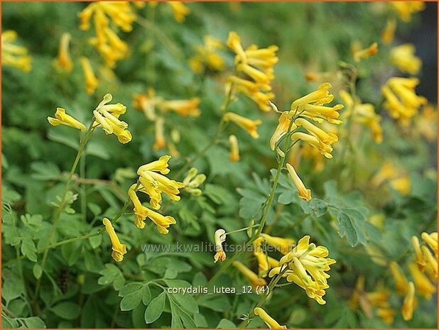 Corydalis lutea | Helmbloem