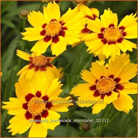 Coreopsis lanceolata 'Sterntaler' | Meisjesogen