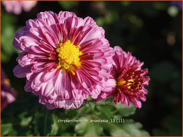 Chrysanthemum 'Anastasia' | Chrysant