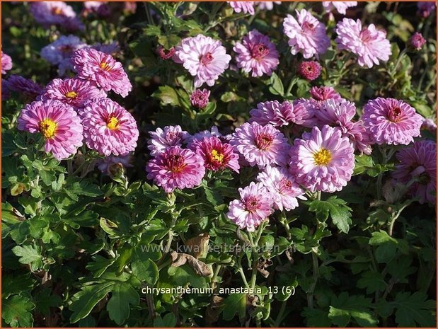 Chrysanthemum 'Anastasia' | Chrysant