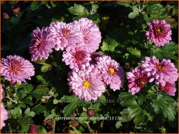 Chrysanthemum 'Anastasia' | Chrysant