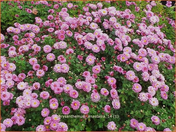 Chrysanthemum 'Anastasia' | Chrysant