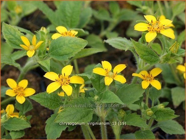 Chrysogonum virginianum | Goudkorfje