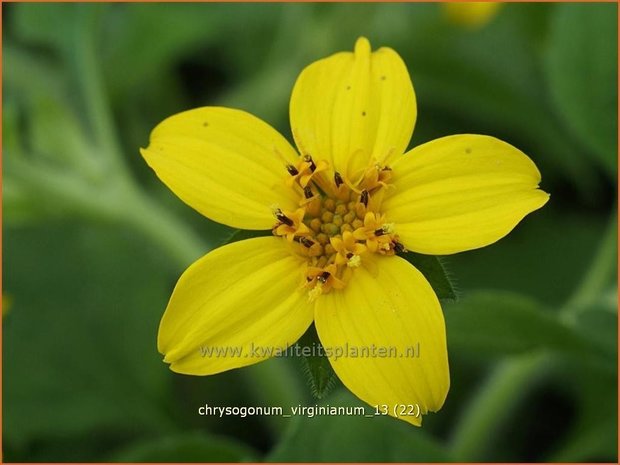 Chrysogonum virginianum | Goudkorfje