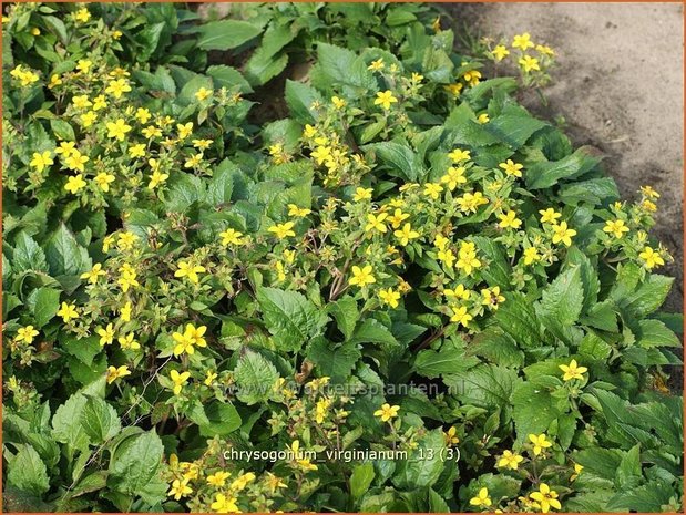 Chrysogonum virginianum | Goudkorfje